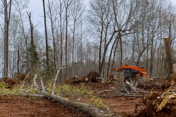 How Our Tree Care Process Works  in  Westhampton, NY